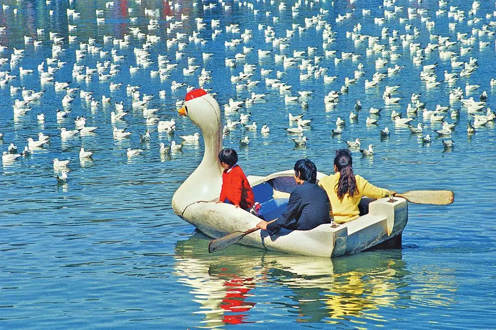 在翠湖里划小船的父子俩 刘建明摄于1978年