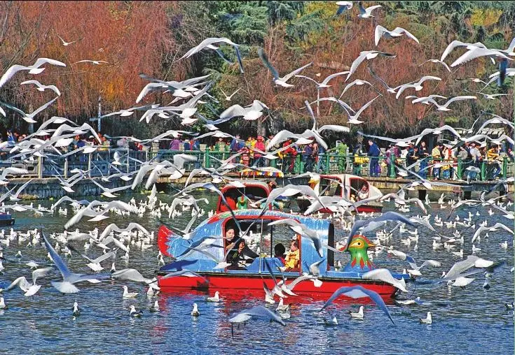 在翠湖里划小船的父子俩 刘建明摄于1978年_在翠湖里划小船的父子俩 刘建明摄于1978年_