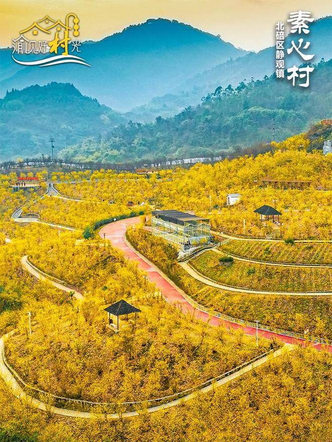 渝见好“村”光｜静观镇素心村：一处梅香萦绕的“静”心归处