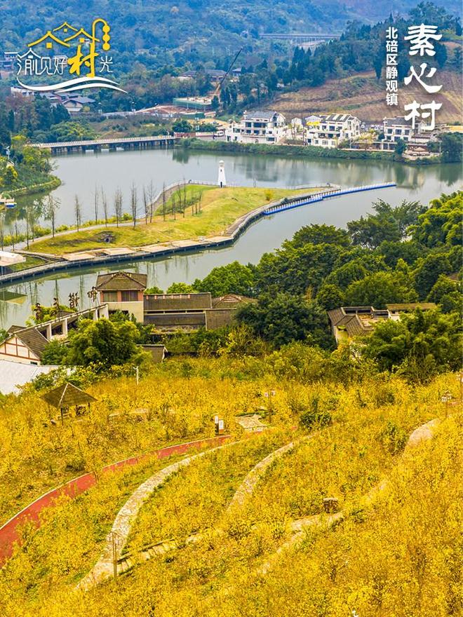 _渝见好“村”光|静观镇素心村:一处梅香萦绕的“静”心归处_渝见好“村”光|静观镇素心村:一处梅香萦绕的“静”心归处