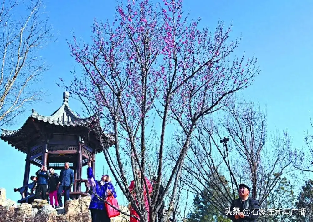 走，赏梅去！石家庄这里红梅开花正当时