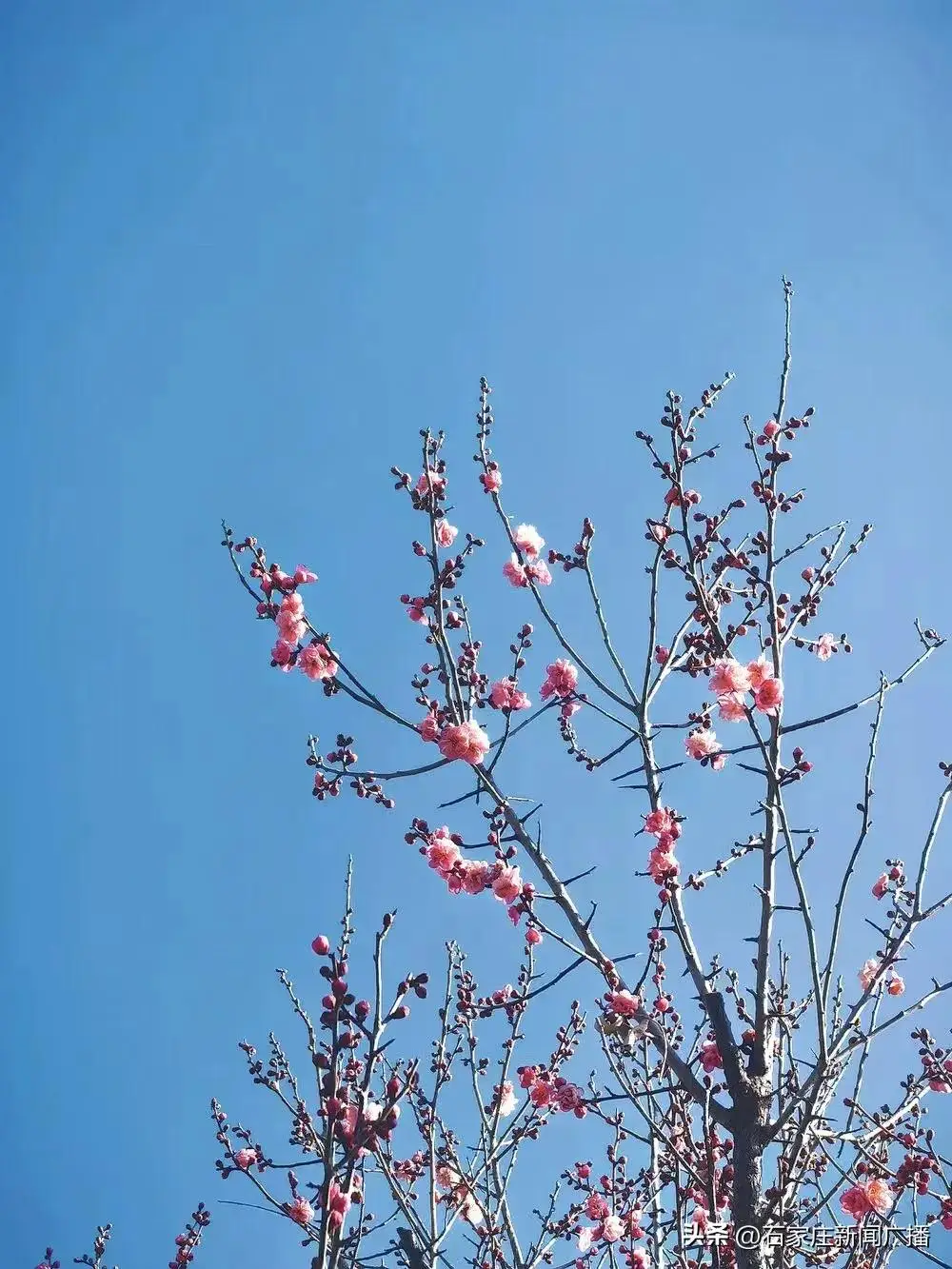 石家庄哪个公园有梅花_石家庄哪有红梅花_