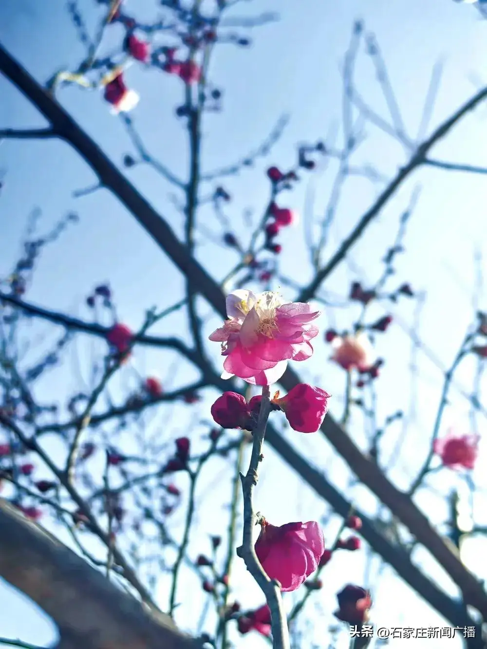 石家庄哪有红梅花__石家庄哪个公园有梅花