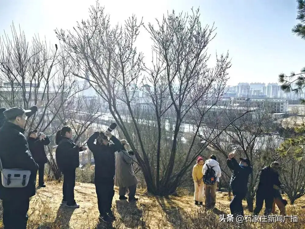 石家庄哪有红梅花_石家庄哪个公园有梅花_