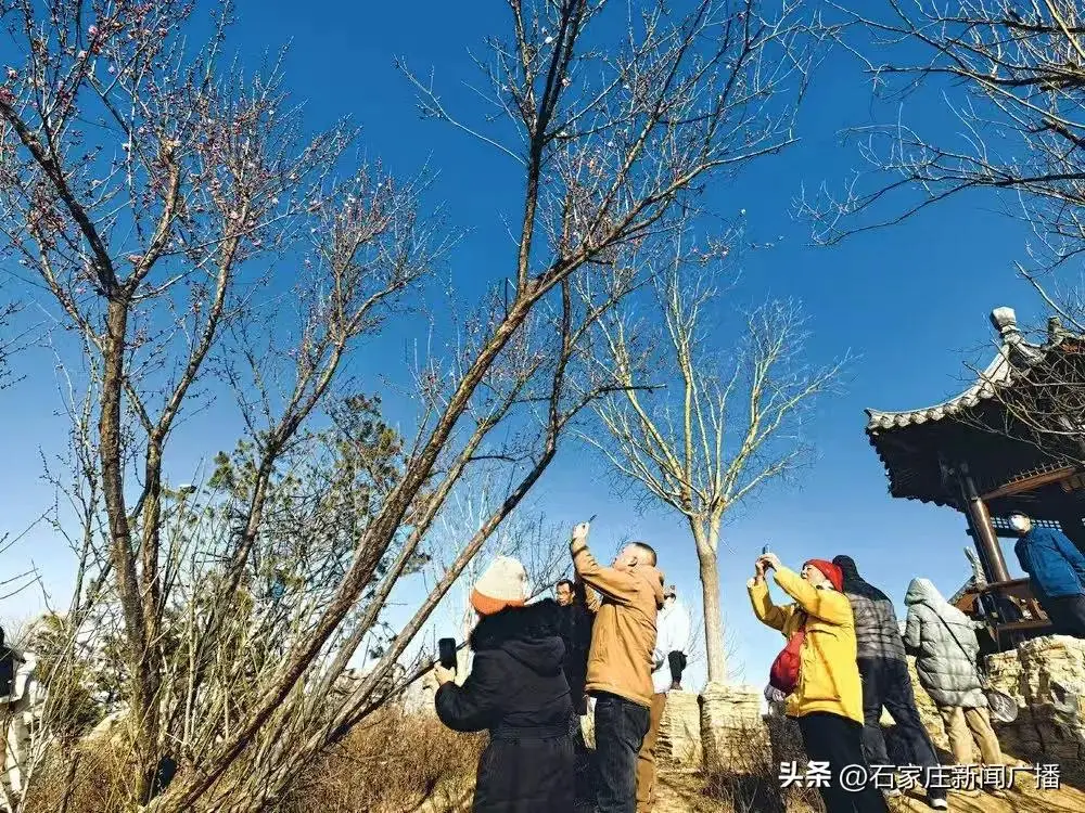 石家庄哪有红梅花_石家庄哪个公园有梅花_