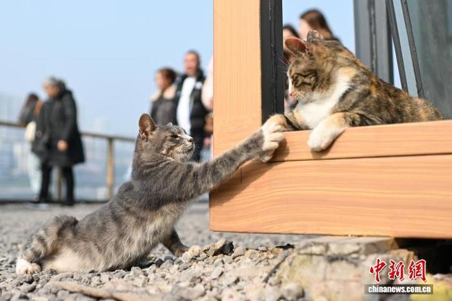 为流浪猫筑“港湾” 重庆一猫猫主题乐园走红_为流浪猫筑“港湾” 重庆一猫猫主题乐园走红_
