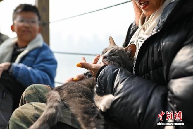为流浪猫筑“港湾” 重庆一猫猫主题乐园走红_为流浪猫筑“港湾” 重庆一猫猫主题乐园走红_