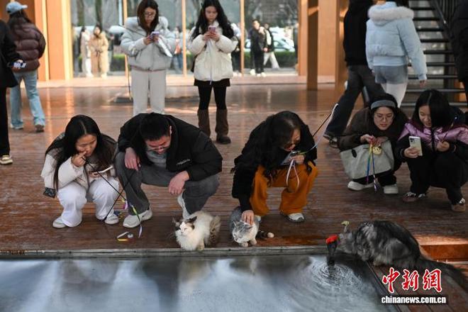 为流浪猫筑“港湾” 重庆一猫猫主题乐园走红_为流浪猫筑“港湾” 重庆一猫猫主题乐园走红_