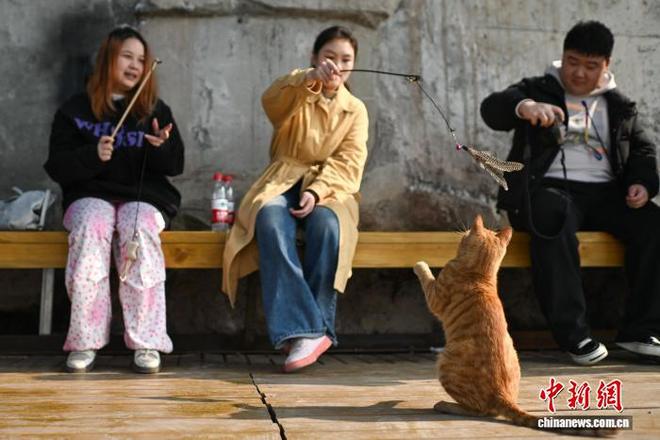为流浪猫筑“港湾” 重庆一猫猫主题乐园走红__为流浪猫筑“港湾” 重庆一猫猫主题乐园走红