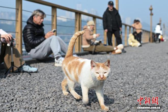_为流浪猫筑“港湾” 重庆一猫猫主题乐园走红_为流浪猫筑“港湾” 重庆一猫猫主题乐园走红