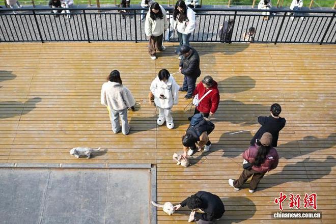 为流浪猫筑“港湾” 重庆一猫猫主题乐园走红_为流浪猫筑“港湾” 重庆一猫猫主题乐园走红_