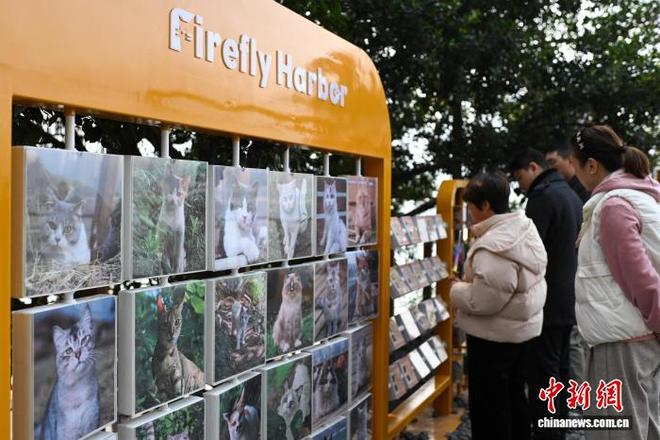 为流浪猫筑“港湾” 重庆一猫猫主题乐园走红_为流浪猫筑“港湾” 重庆一猫猫主题乐园走红_