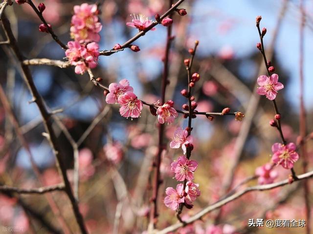 南京古林梅开成海！冬日暖阳里的千年暗香，藏着一座城的温柔觉醒