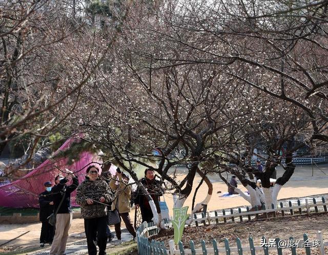 南京古林梅开成海!冬日暖阳里的千年暗香,藏着一座城的温柔觉醒_南京古林梅开成海!冬日暖阳里的千年暗香,藏着一座城的温柔觉醒_