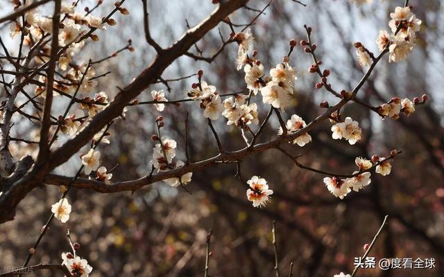 南京古林梅开成海!冬日暖阳里的千年暗香,藏着一座城的温柔觉醒__南京古林梅开成海!冬日暖阳里的千年暗香,藏着一座城的温柔觉醒