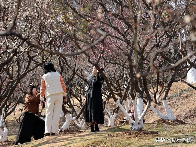 南京古林梅开成海!冬日暖阳里的千年暗香,藏着一座城的温柔觉醒__南京古林梅开成海!冬日暖阳里的千年暗香,藏着一座城的温柔觉醒