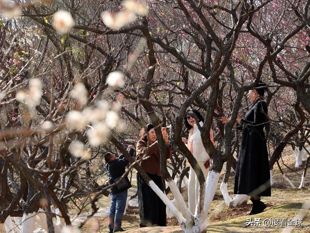 南京古林梅开成海!冬日暖阳里的千年暗香,藏着一座城的温柔觉醒__南京古林梅开成海!冬日暖阳里的千年暗香,藏着一座城的温柔觉醒