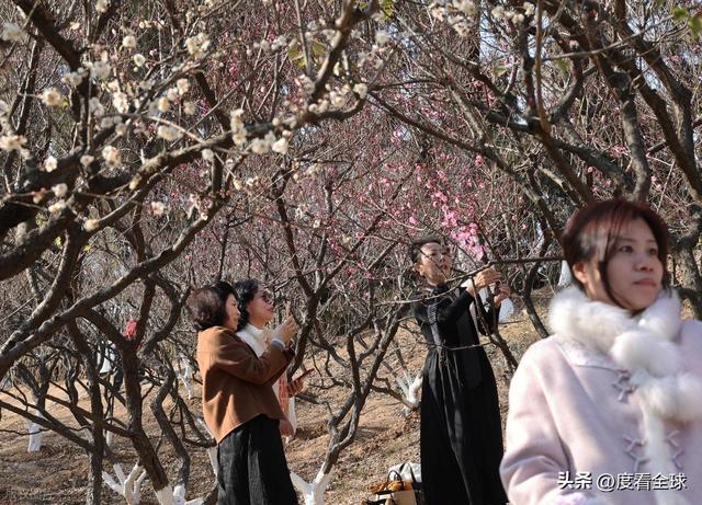 南京古林梅开成海!冬日暖阳里的千年暗香,藏着一座城的温柔觉醒__南京古林梅开成海!冬日暖阳里的千年暗香,藏着一座城的温柔觉醒