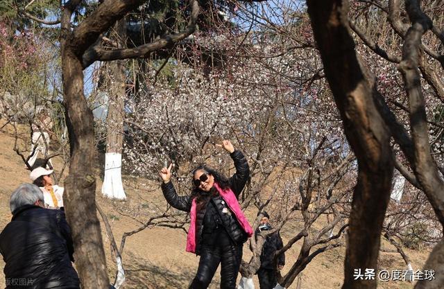 南京古林梅开成海!冬日暖阳里的千年暗香,藏着一座城的温柔觉醒_南京古林梅开成海!冬日暖阳里的千年暗香,藏着一座城的温柔觉醒_