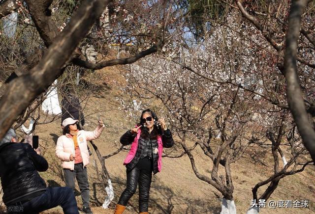 南京古林梅开成海!冬日暖阳里的千年暗香,藏着一座城的温柔觉醒__南京古林梅开成海!冬日暖阳里的千年暗香,藏着一座城的温柔觉醒