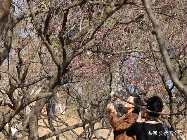 南京古林梅开成海!冬日暖阳里的千年暗香,藏着一座城的温柔觉醒_南京古林梅开成海!冬日暖阳里的千年暗香,藏着一座城的温柔觉醒_