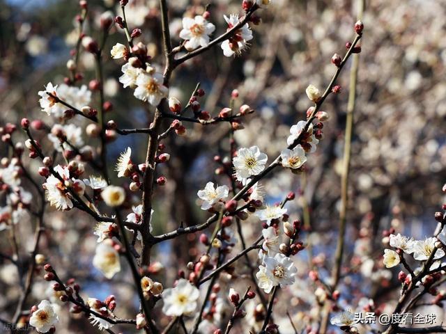 南京古林梅开成海!冬日暖阳里的千年暗香,藏着一座城的温柔觉醒_南京古林梅开成海!冬日暖阳里的千年暗香,藏着一座城的温柔觉醒_