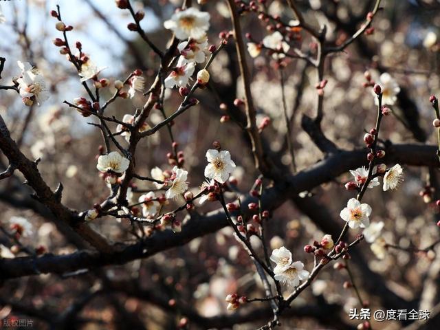 南京古林梅开成海!冬日暖阳里的千年暗香,藏着一座城的温柔觉醒_南京古林梅开成海!冬日暖阳里的千年暗香,藏着一座城的温柔觉醒_