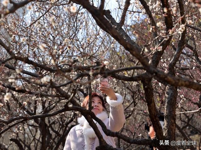 南京古林梅开成海!冬日暖阳里的千年暗香,藏着一座城的温柔觉醒_南京古林梅开成海!冬日暖阳里的千年暗香,藏着一座城的温柔觉醒_