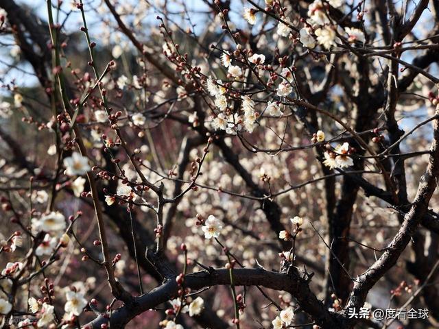 _南京古林梅开成海!冬日暖阳里的千年暗香,藏着一座城的温柔觉醒_南京古林梅开成海!冬日暖阳里的千年暗香,藏着一座城的温柔觉醒