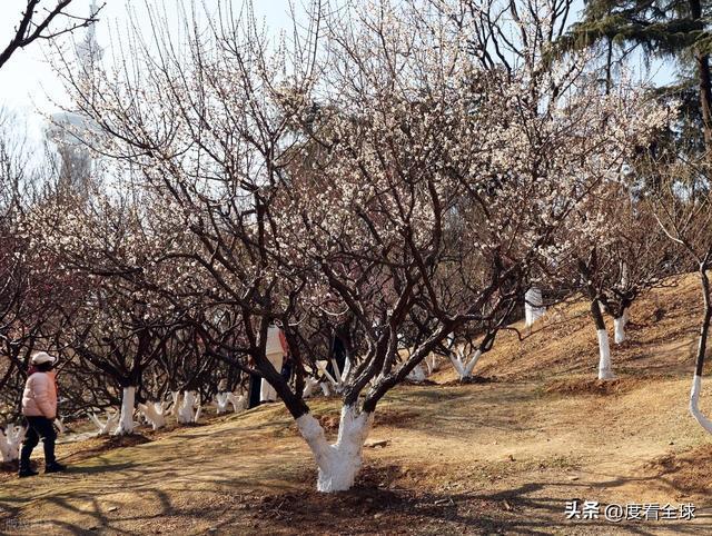 _南京古林梅开成海!冬日暖阳里的千年暗香,藏着一座城的温柔觉醒_南京古林梅开成海!冬日暖阳里的千年暗香,藏着一座城的温柔觉醒