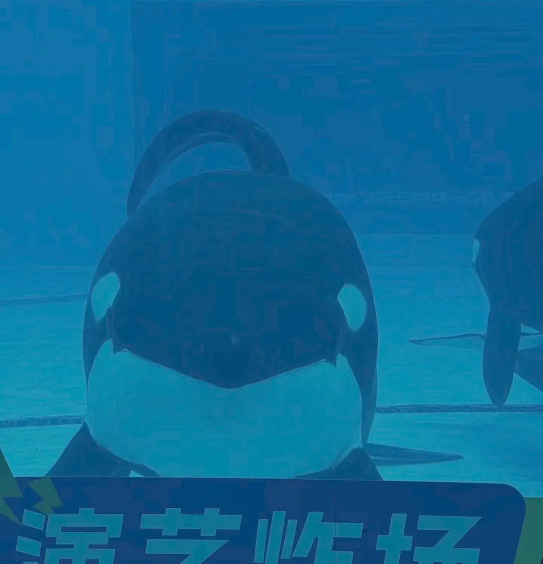 珠海长隆一虎鲸“看起来不开心”？园方：专人照护，会多留意其生活状态与身心健康