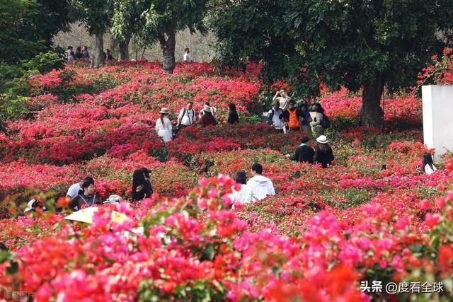 北境飘雪南园绽，青秀山用一场菊花展，藏住南宁冬日顶流密码！