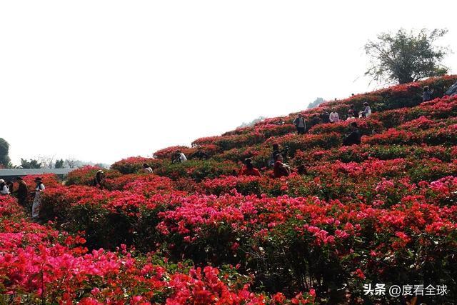 广西南宁青秀山菊花展__南宁哪里有菊花
