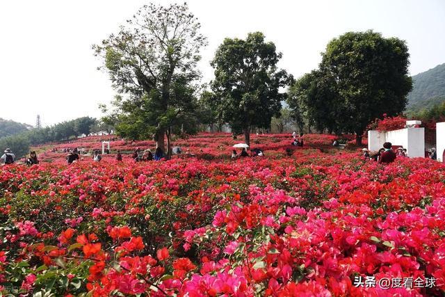 广西南宁青秀山菊花展_南宁哪里有菊花_