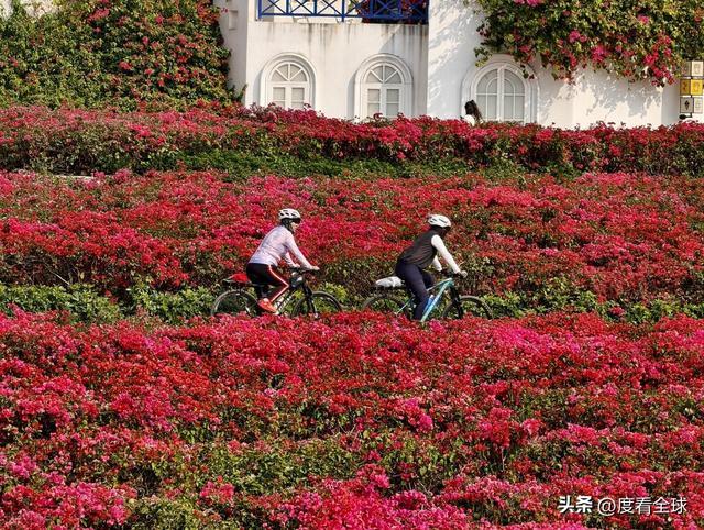 南宁哪里有菊花__广西南宁青秀山菊花展