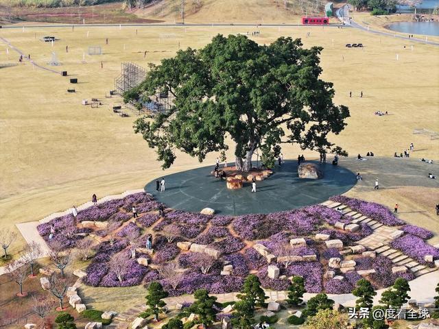 广西南宁青秀山菊花展_南宁哪里有菊花_