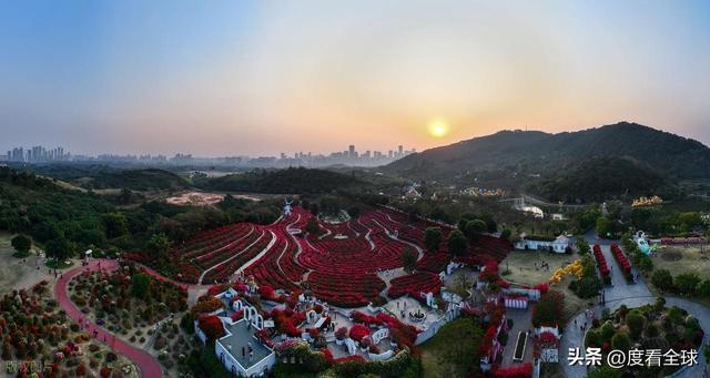 _南宁哪里有菊花_广西南宁青秀山菊花展