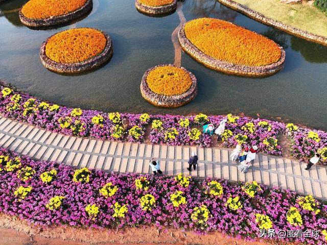 南宁哪里有菊花__广西南宁青秀山菊花展