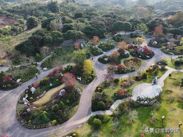 广西南宁青秀山菊花展__南宁哪里有菊花