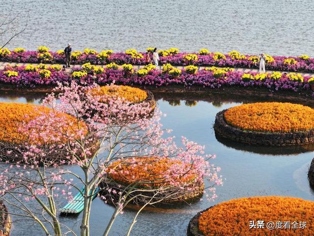 广西南宁青秀山菊花展__南宁哪里有菊花