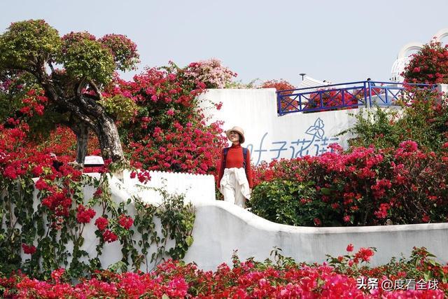 _广西南宁青秀山菊花展_南宁哪里有菊花