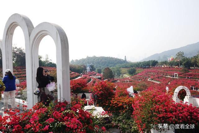 _广西南宁青秀山菊花展_南宁哪里有菊花