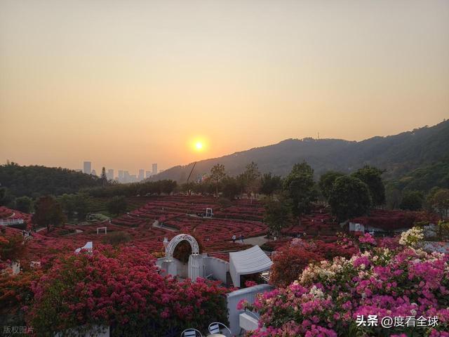 广西南宁青秀山菊花展__南宁哪里有菊花