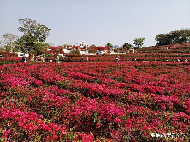 广西南宁青秀山菊花展__南宁哪里有菊花