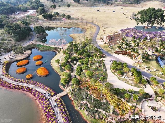 南宁哪里有菊花__广西南宁青秀山菊花展