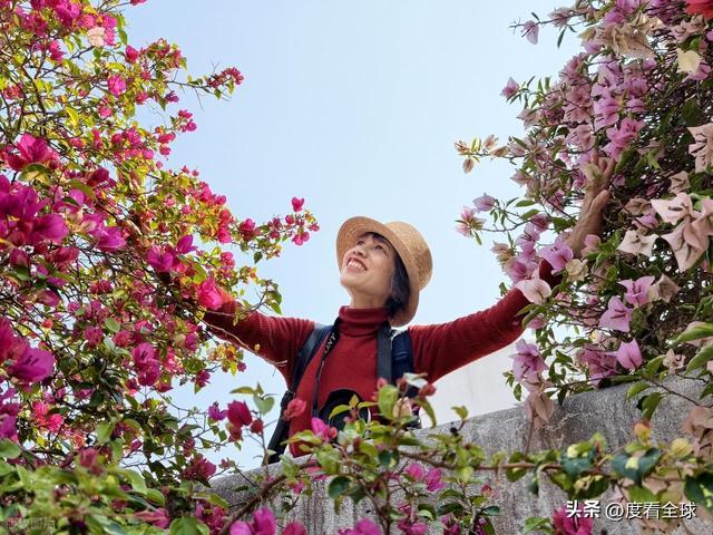 南宁哪里有菊花_广西南宁青秀山菊花展_