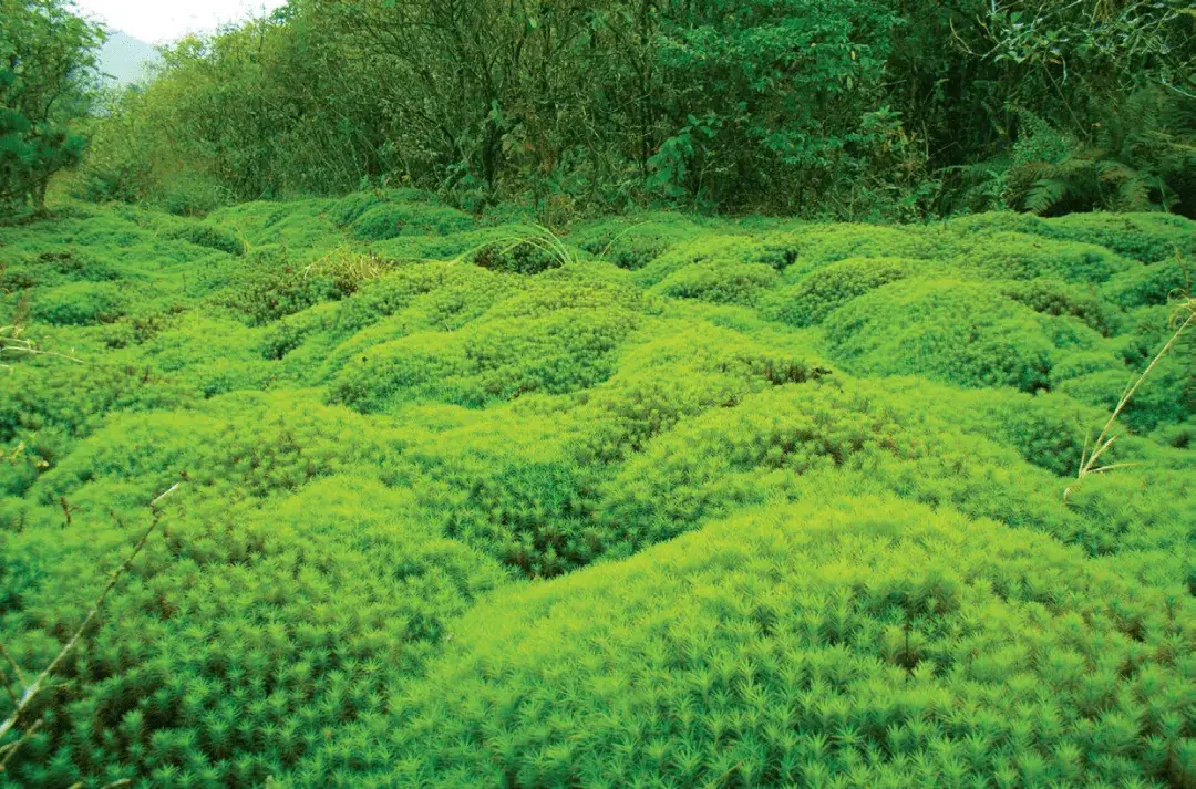 从这里，重新认识南山国家公园！央视《远方的家》山重水复，秘境逢生！__从这里，重新认识南山国家公园！央视《远方的家》山重水复，秘境逢生！