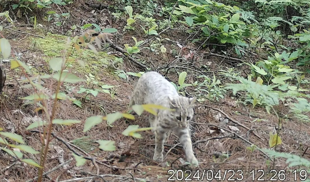 _从这里，重新认识南山国家公园！央视《远方的家》山重水复，秘境逢生！_从这里，重新认识南山国家公园！央视《远方的家》山重水复，秘境逢生！