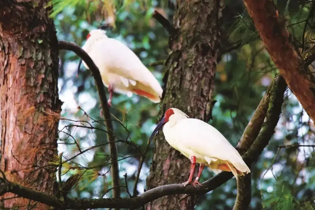 _从这里，重新认识南山国家公园！央视《远方的家》山重水复，秘境逢生！_从这里，重新认识南山国家公园！央视《远方的家》山重水复，秘境逢生！