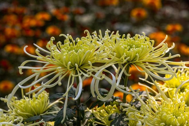 铁胆兄弟8：黑白追杀网_铁胆兄弟8：黑白追杀网_